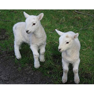 LAMBING SPECIAL OFFERS